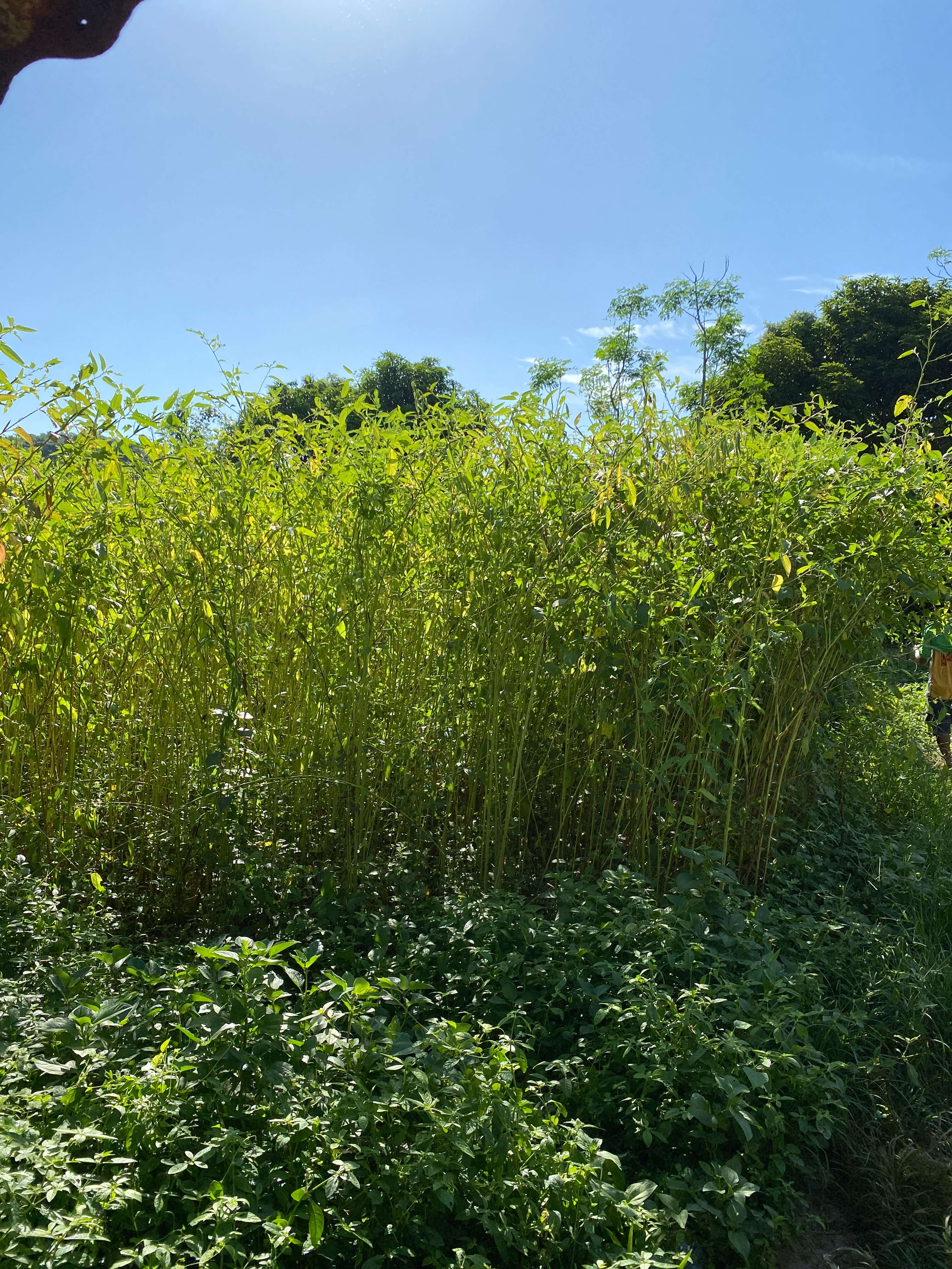A field of jute plants