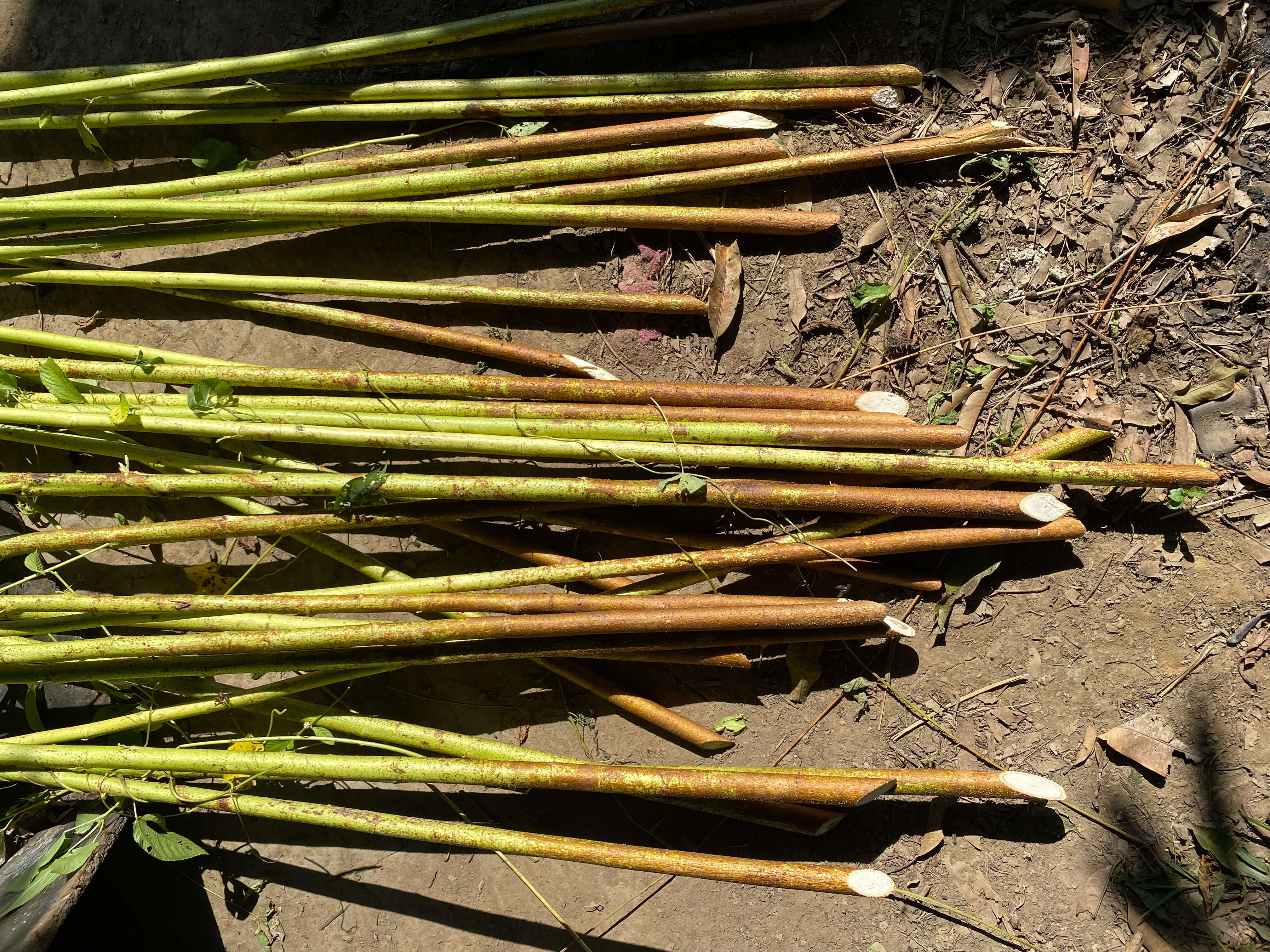 Collection of jute plant sticks strewn across the ground