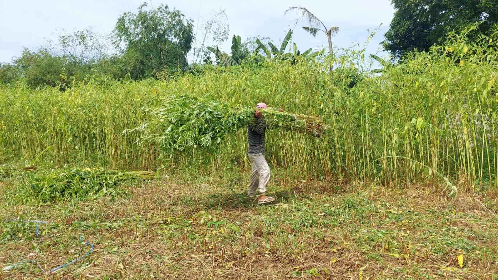 A man carrying a bundle of jute plants in a field, showcasing hard work