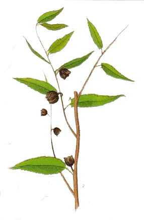 Illustration of jute plant