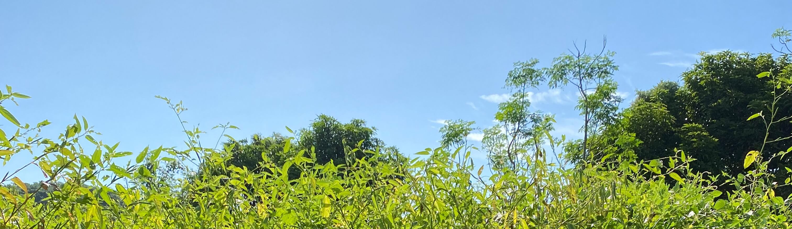 A field of jute plants