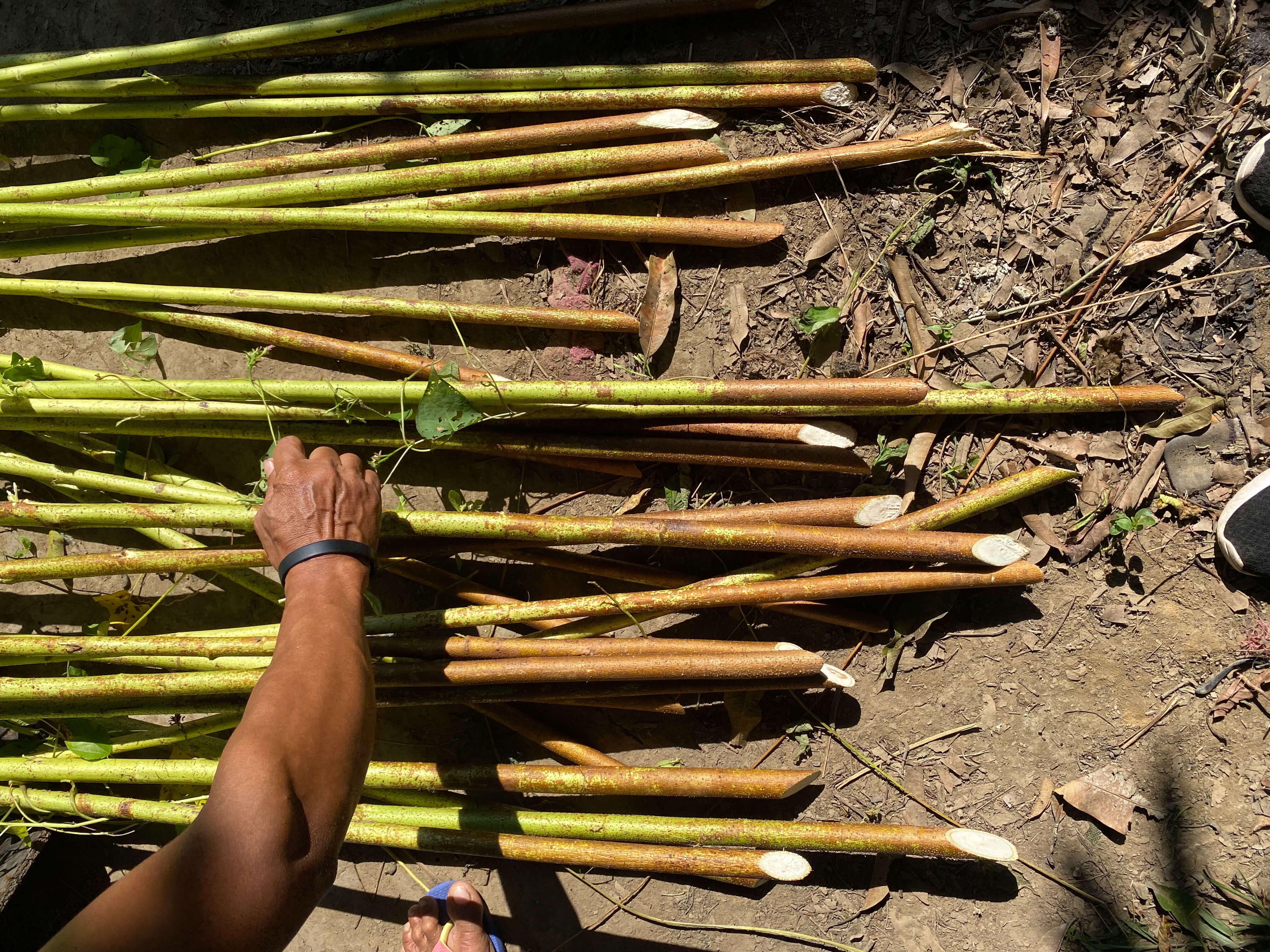 Collection of jute plant sticks strewn across the ground