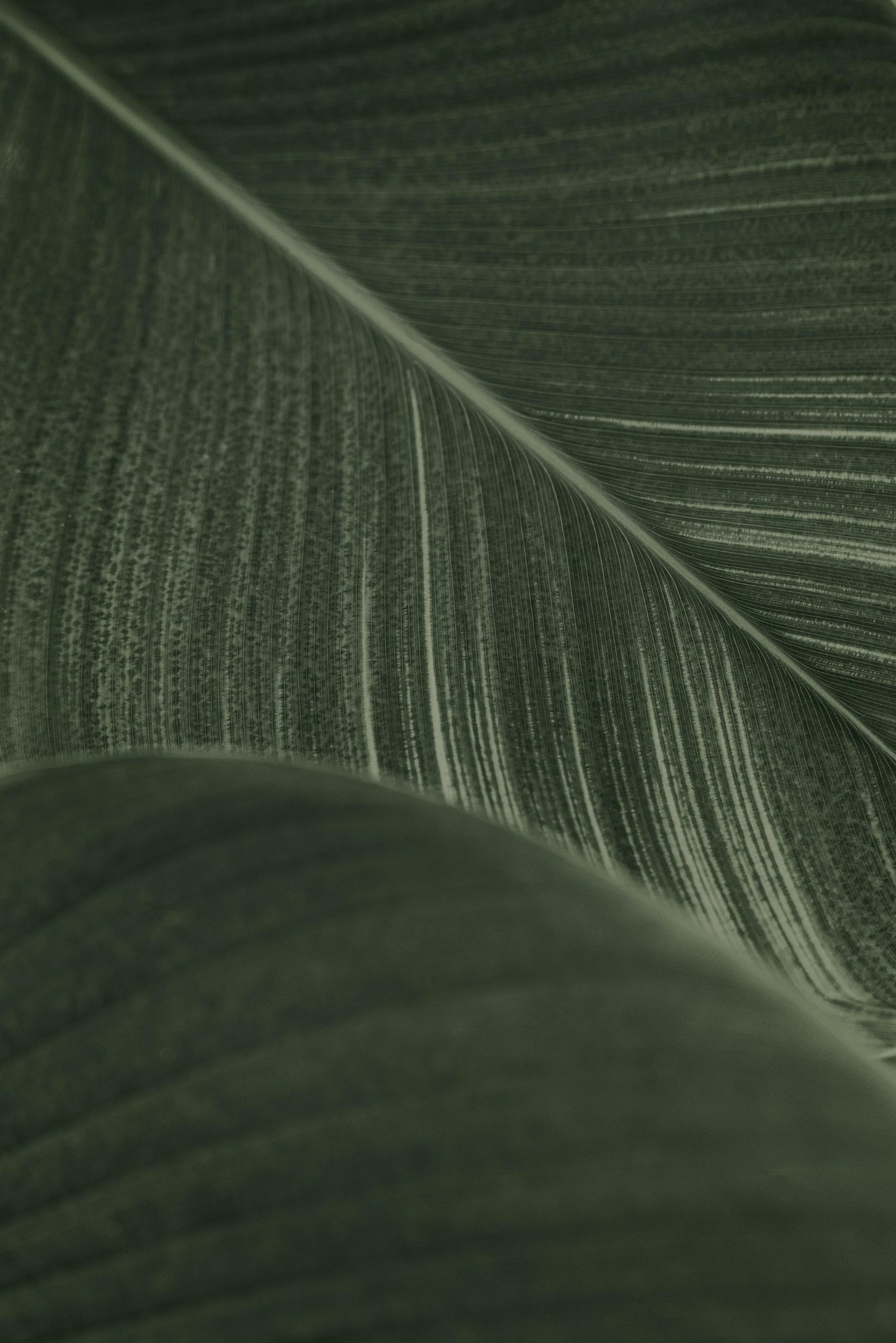 Close up of green leaves